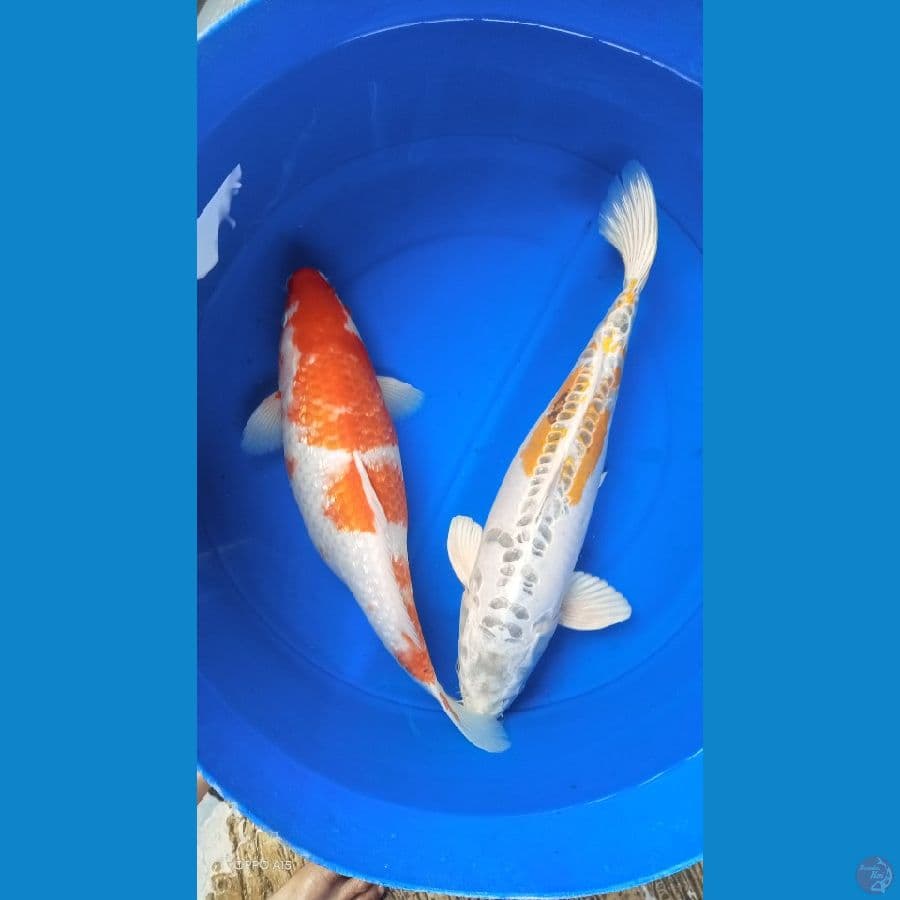 mix koi