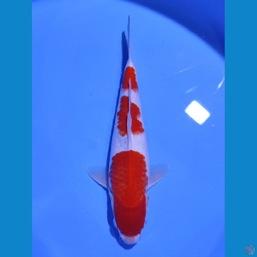 KOHAKU 3STEP SUPER QUALITY - 30CM - MALE