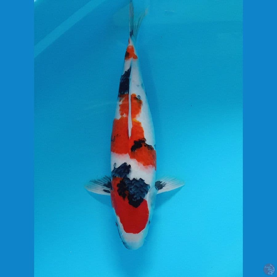 SHOWA 45 CM ORIGINAL