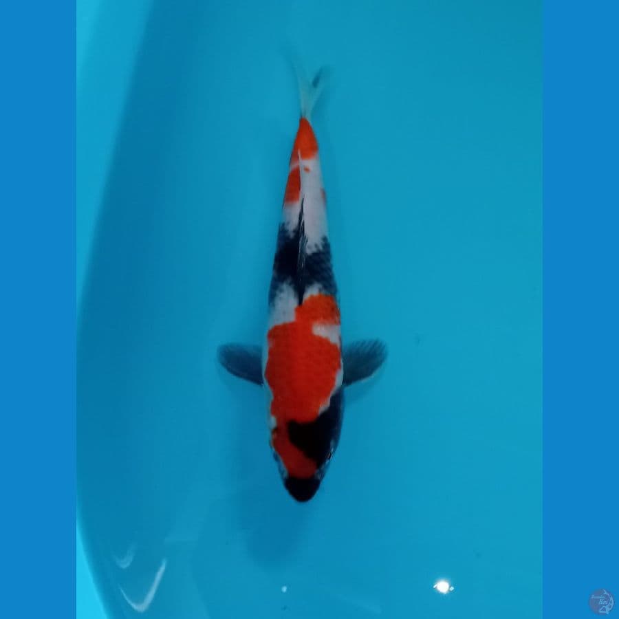 SHOWA 26 CM