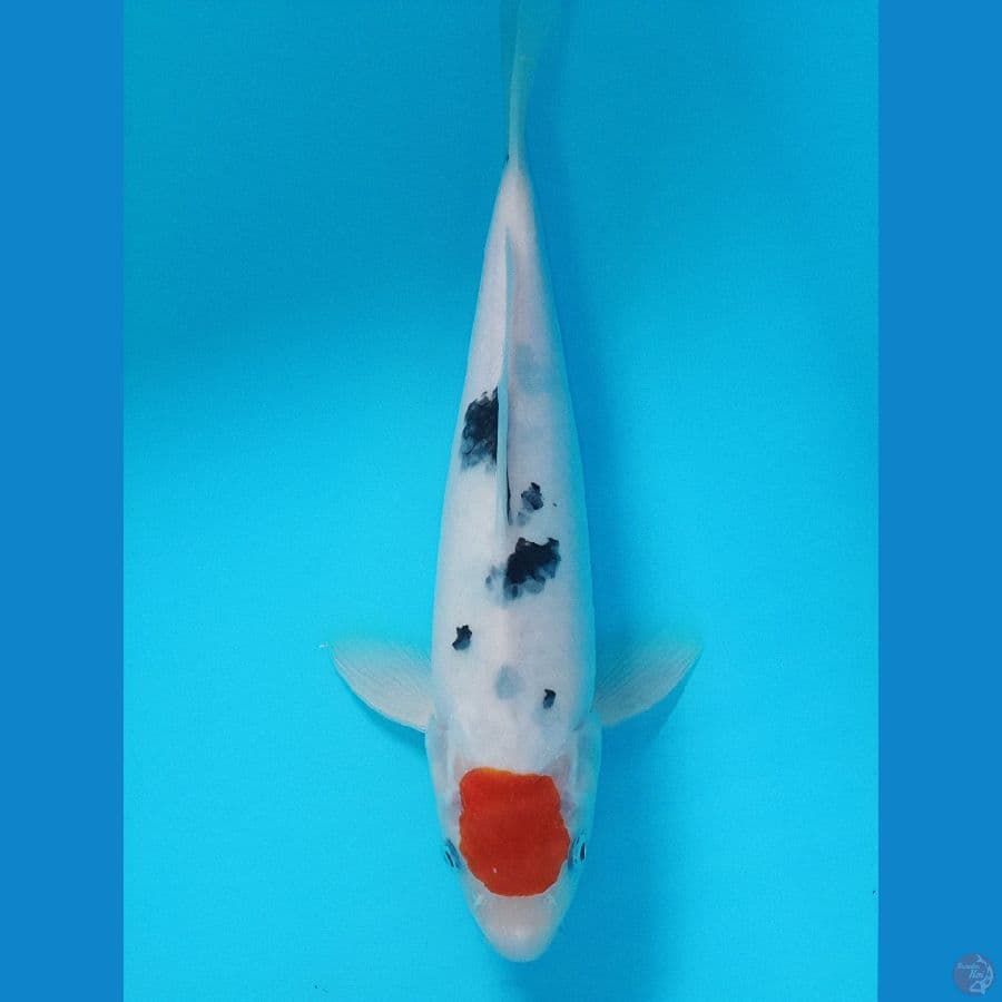TANCO SANKE ORI 27 CM