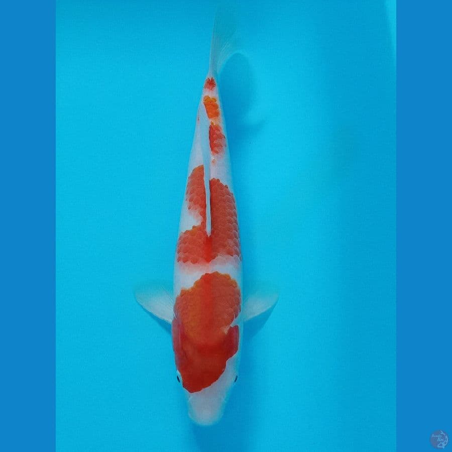 KOHAKU 27 CM ORI