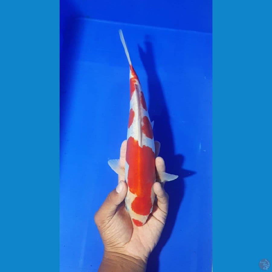 MALE 32 CM KUCIYOSE