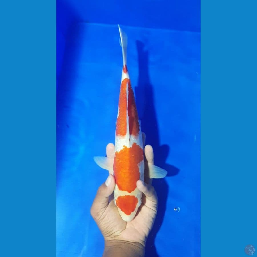 MALE 34CM JOSSS