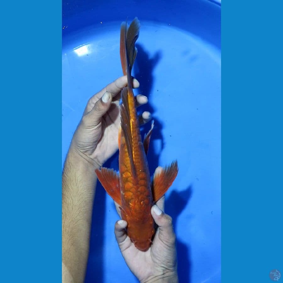 35 MALE MENING