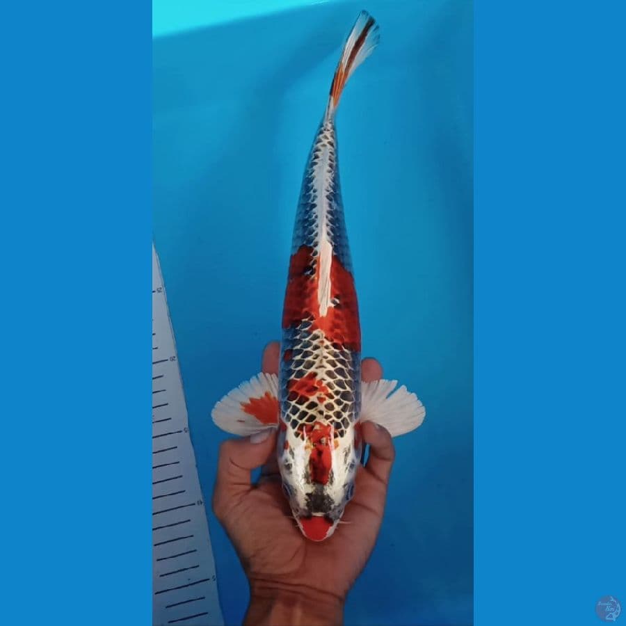 kujaku size : 33 cm jantan