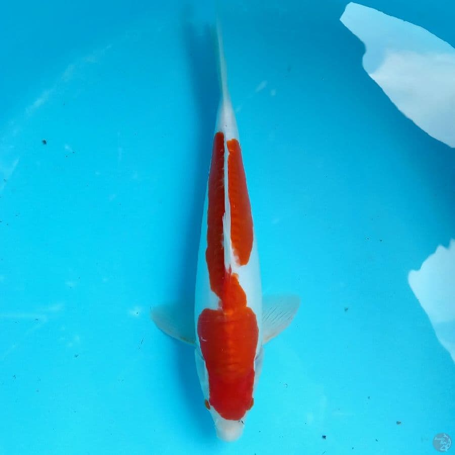 KIKUSHUI MALE 37CM