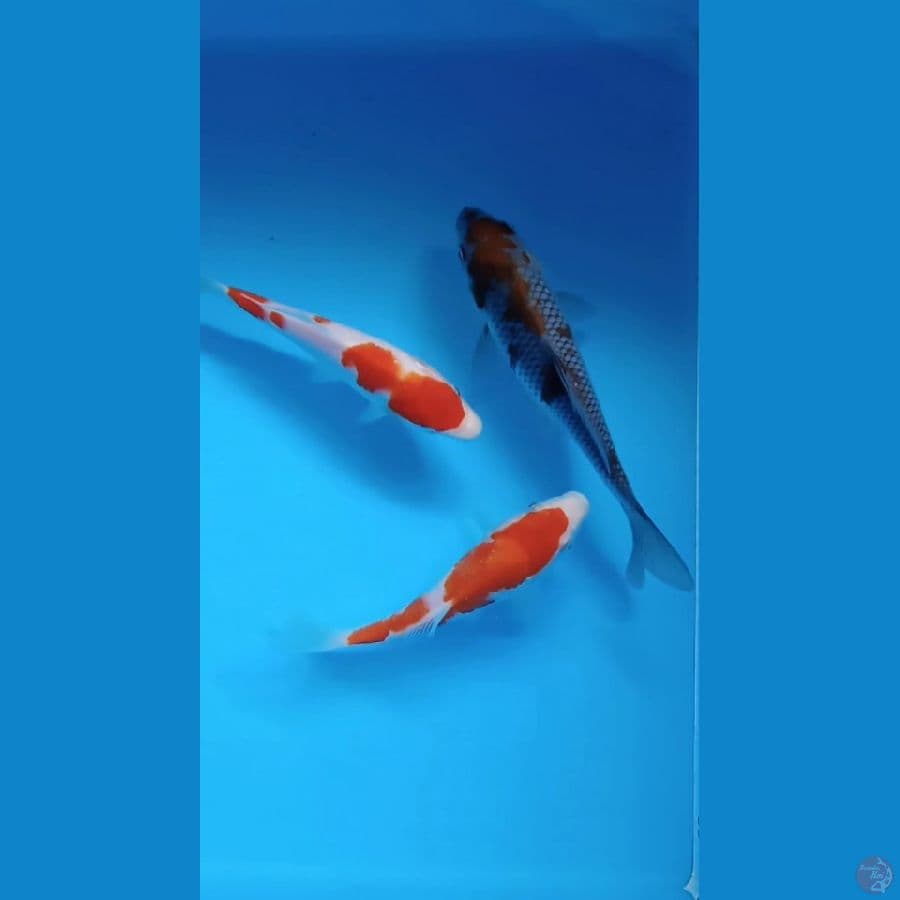 kuhaku ochiba size : 15 18 cm