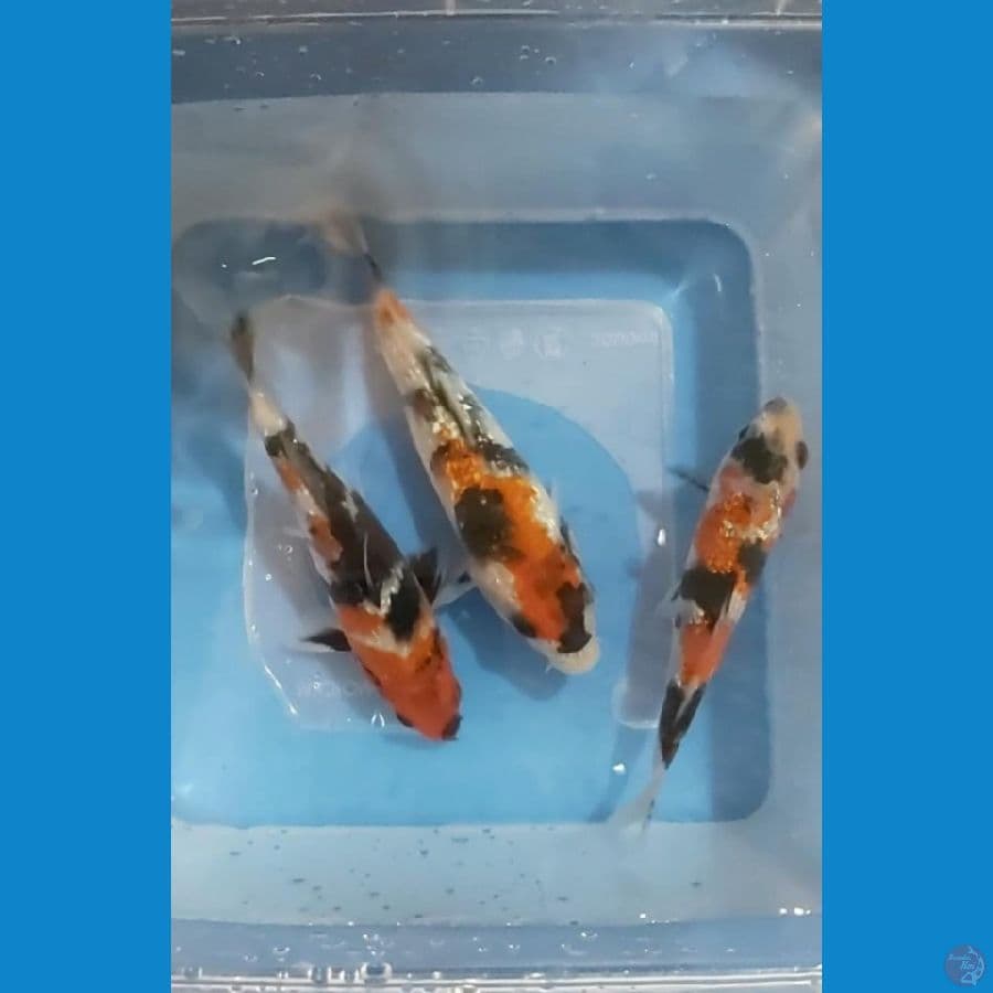 Showa Ginrin 11 - 13 cm