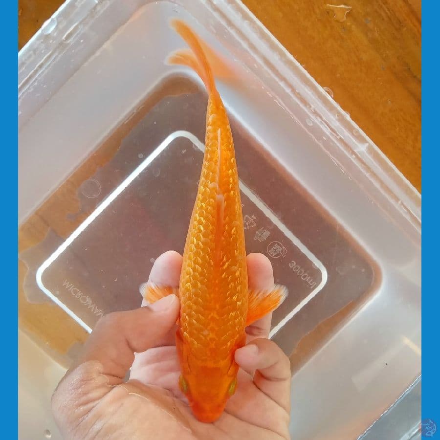 OGON JAGUNG ???? GINRIN HALUS 18CM