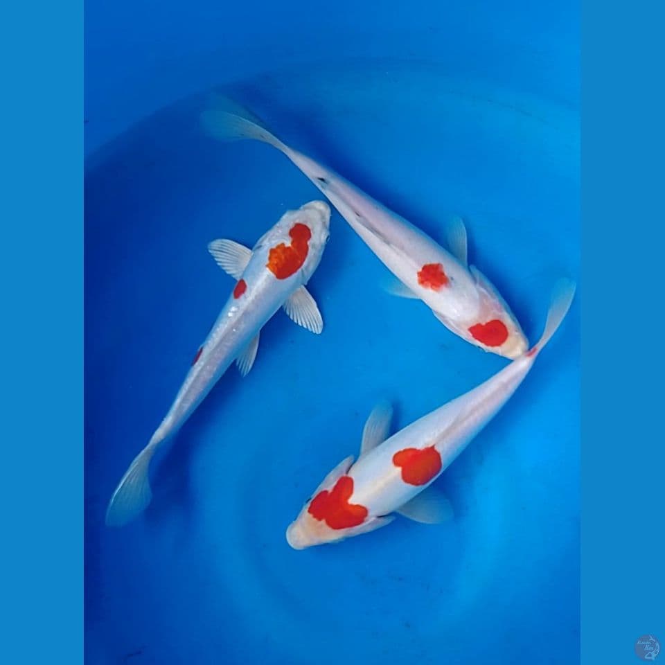 kohaku doitsu: 25 25cm