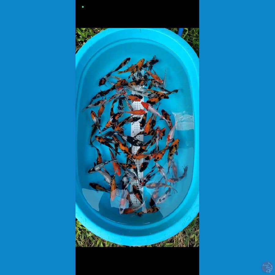 Showa mix 12-16cm 80 ekor