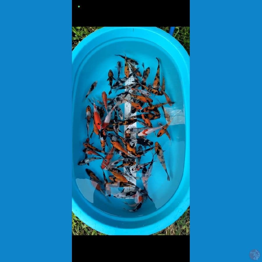 Showa mix 12-16cm 80 ekor
