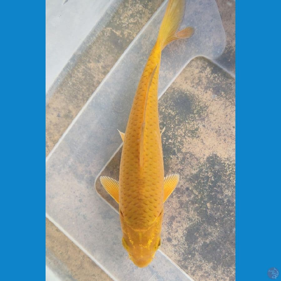 caramel 19 cm