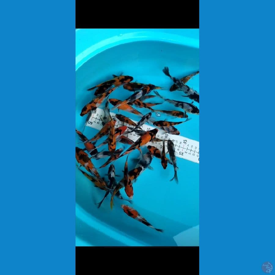 Bibit showa (Grade A B) size 8-15cm 40Pcs