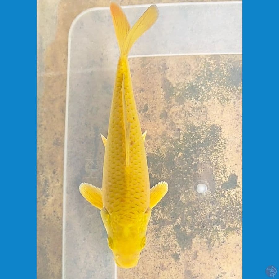 caramel 19 cm