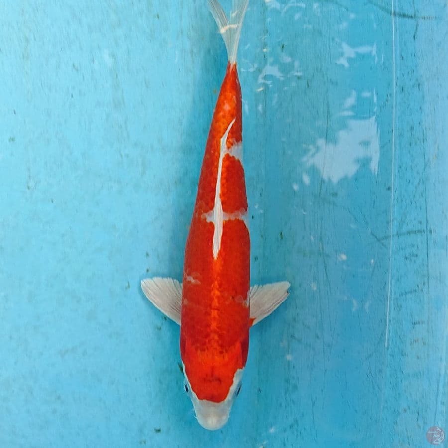 KUJAKU 25 CM