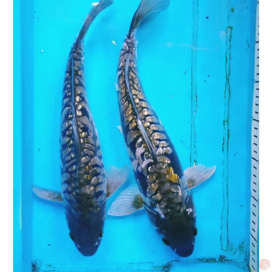 GINRIN ARAGOKE 35,38 CM
