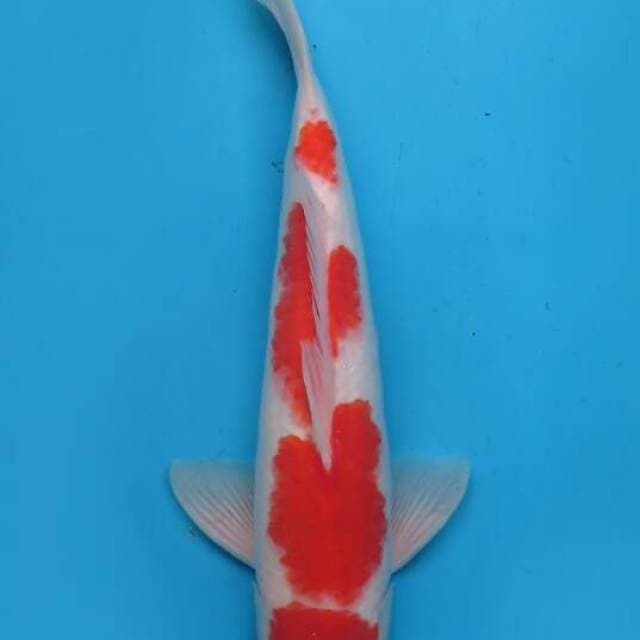 Kohaku 4 step 47cm