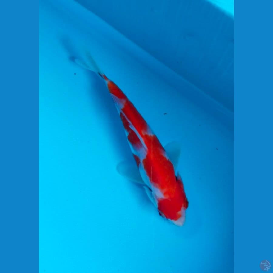 kohaku 16cm