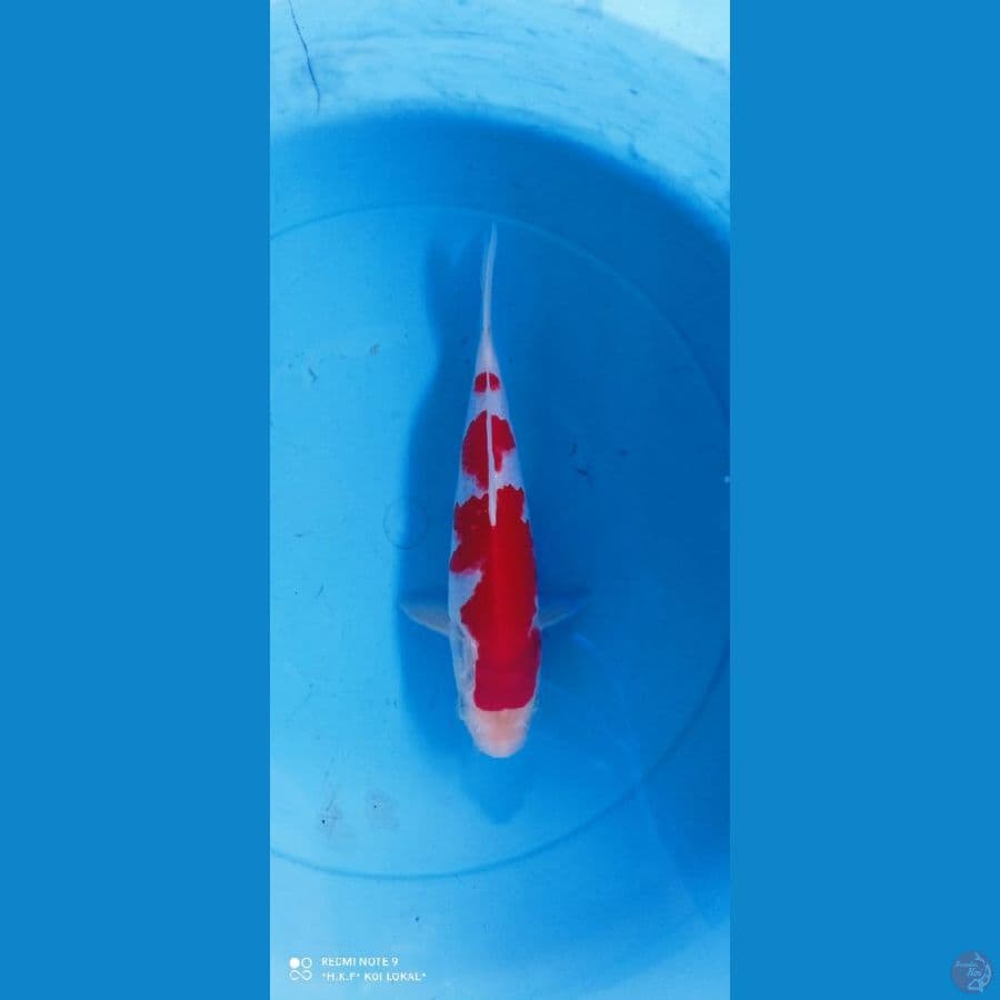 kohaku SQ 25 cm male ori