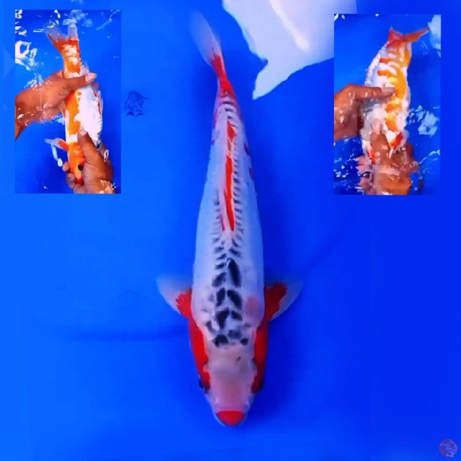 32cm HANA SHUSUI SIMETRIS