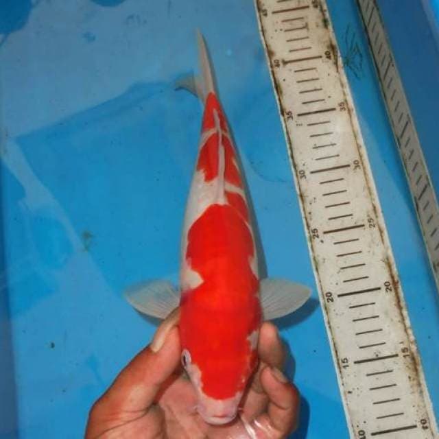 KOHAKU TOP DOITS