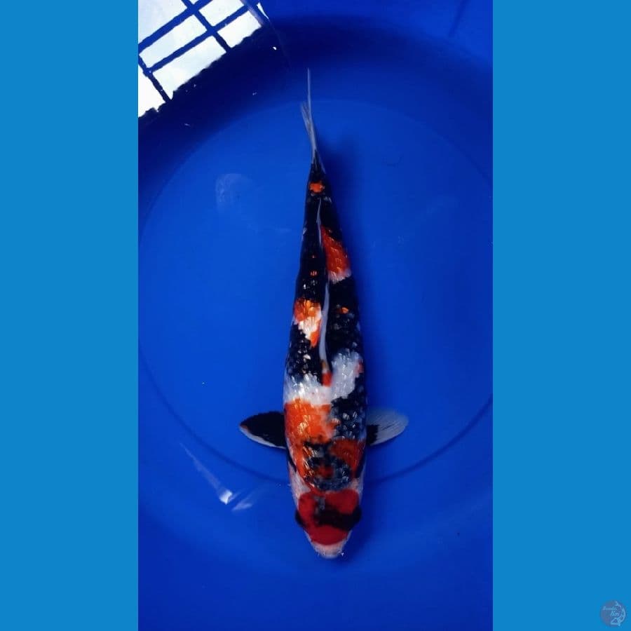 showa gindrin 45 cm