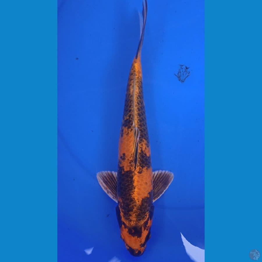 KIN UTSURI || 34CM