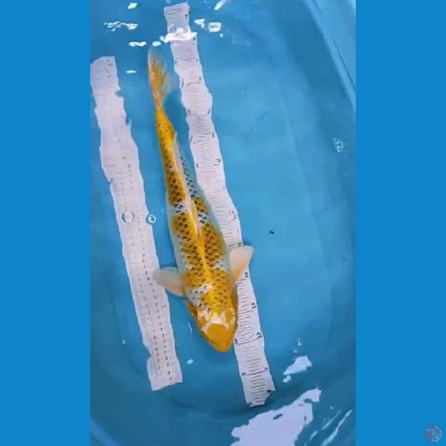 hariwake 48cm