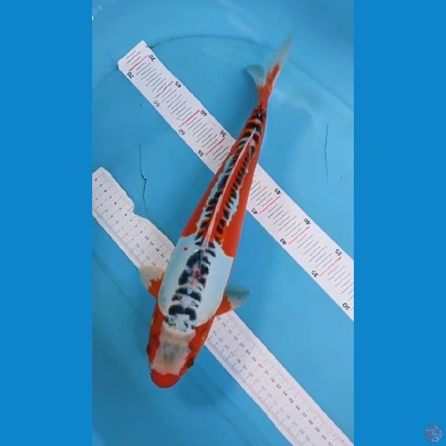 hanasusui 41cm jantan