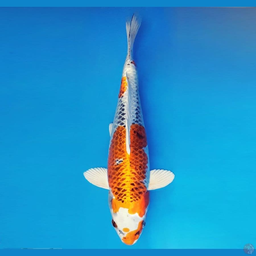 HIRO 1 (40 cm/fm) - Kujaku ®