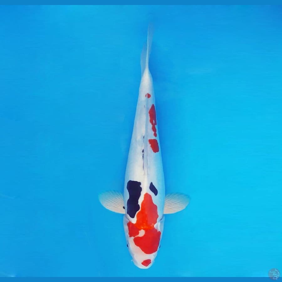 HIRO 6 (40 cm/fm) - Showa Doitsu ®