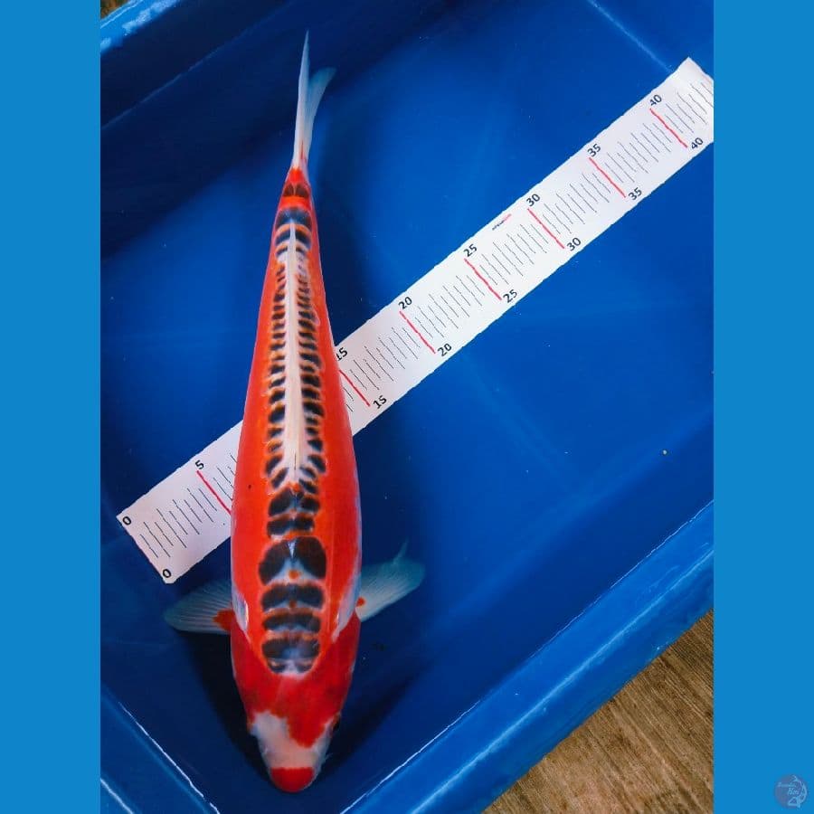 shusui 40cm