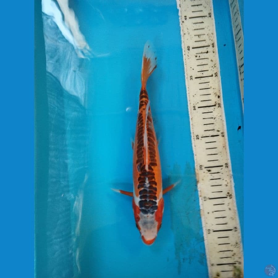 hana shusui 31cm