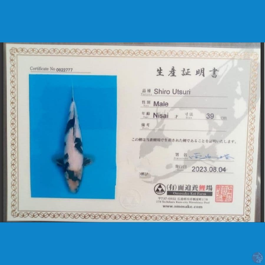 shiro omosako 40BU
