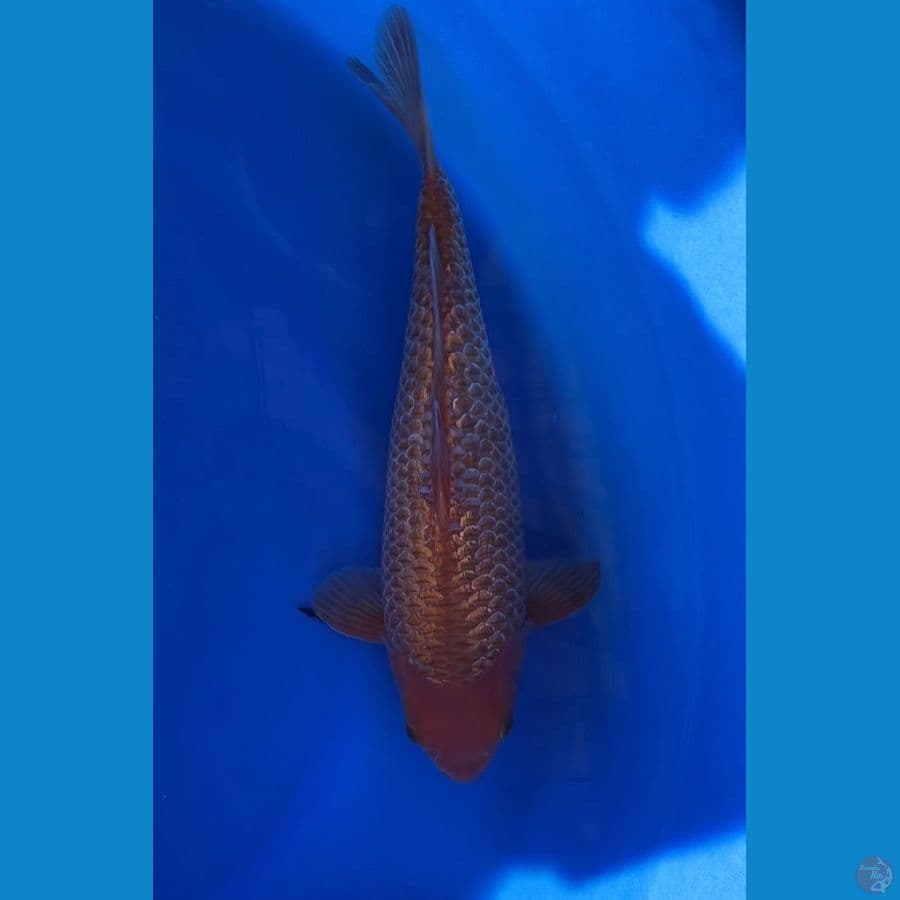 CARAMEL SQ MALE 34CM