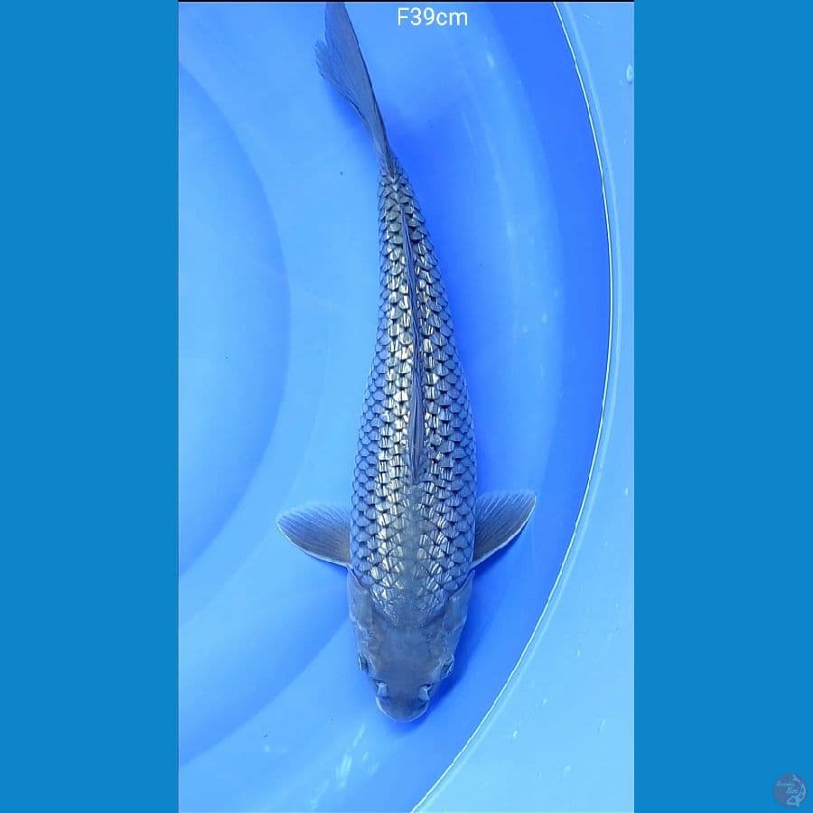 soragoi ginrin 39cm/female