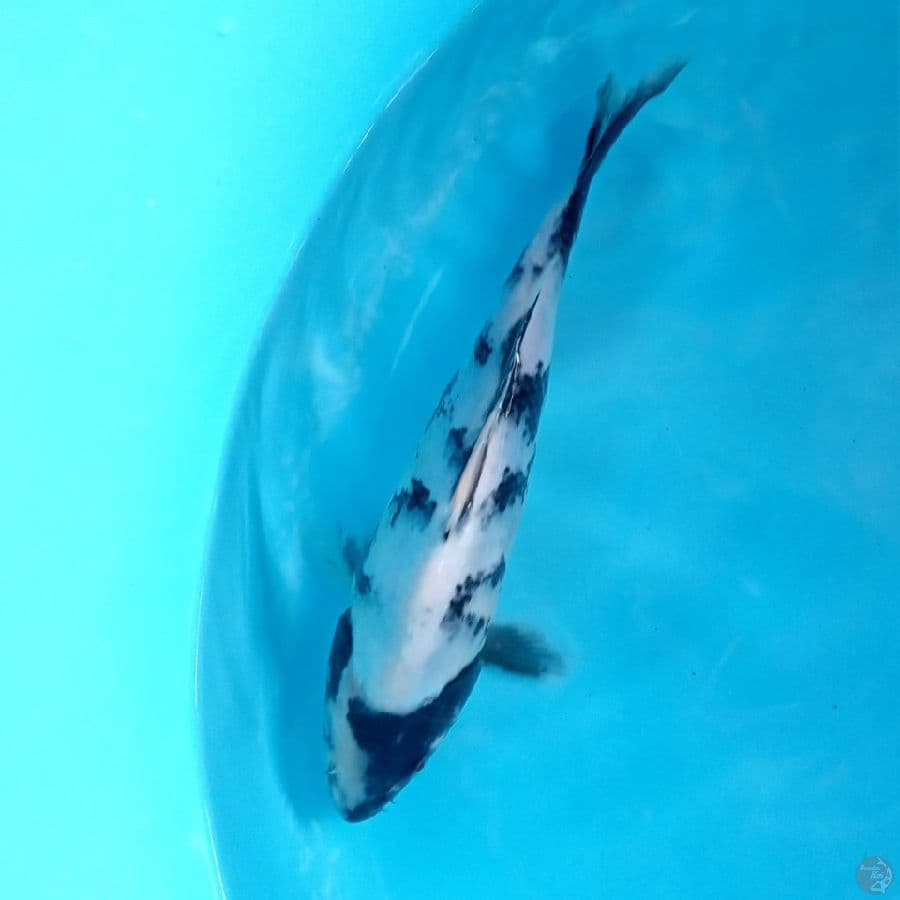 SHIRO BADAI 25CM