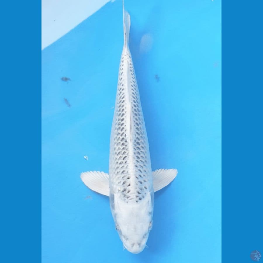 Gin madsuba 30cm