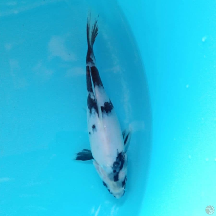 SHIRO PETIR 20CM