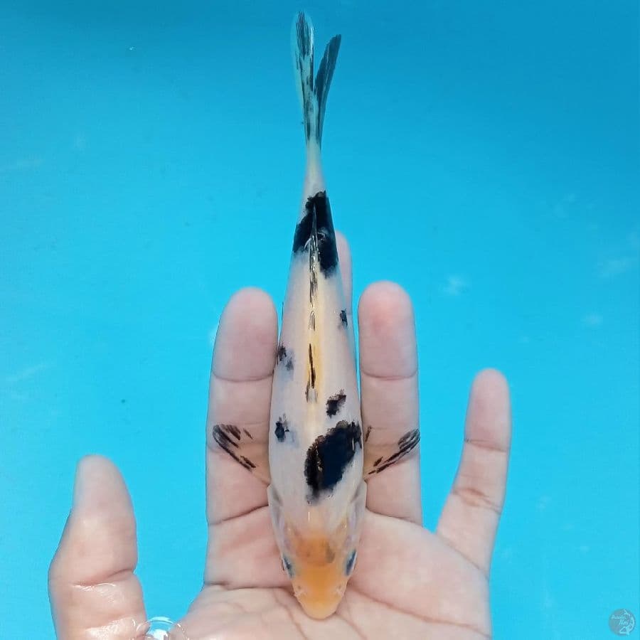 BEKKO SUPER 15CM