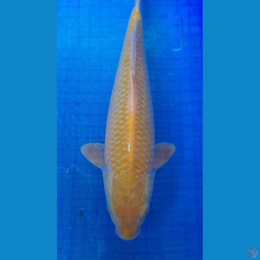 karasi corn