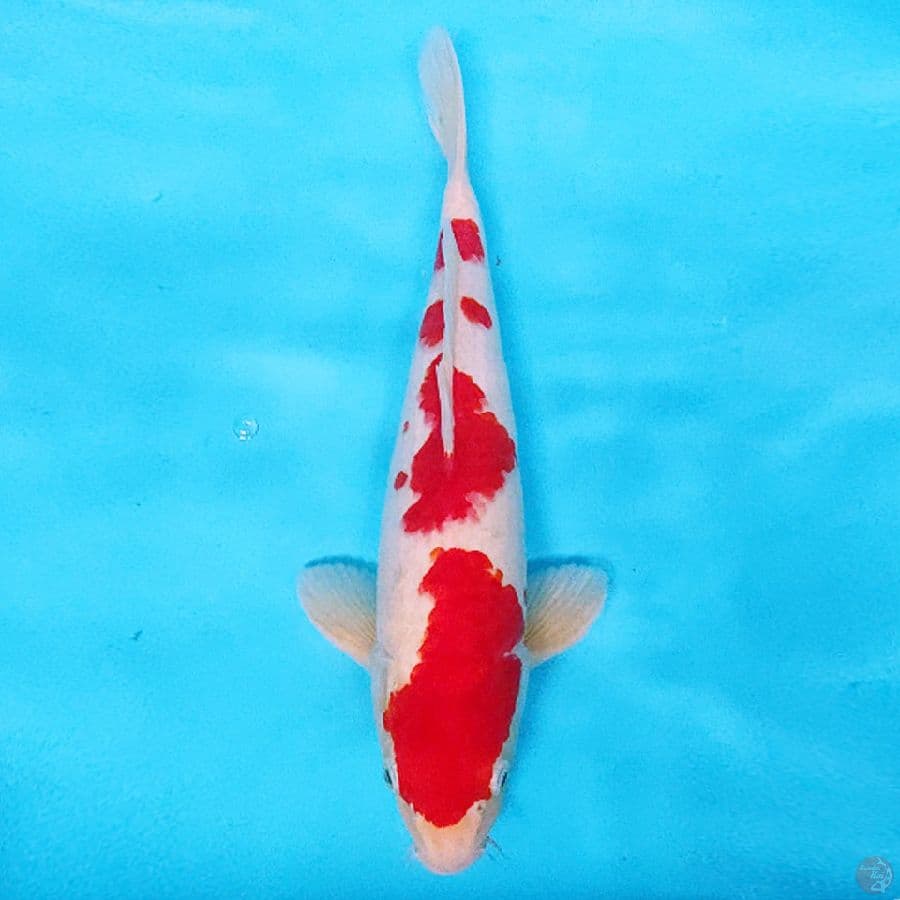 KOHAKU MERAH KUAT 38CM MALE
