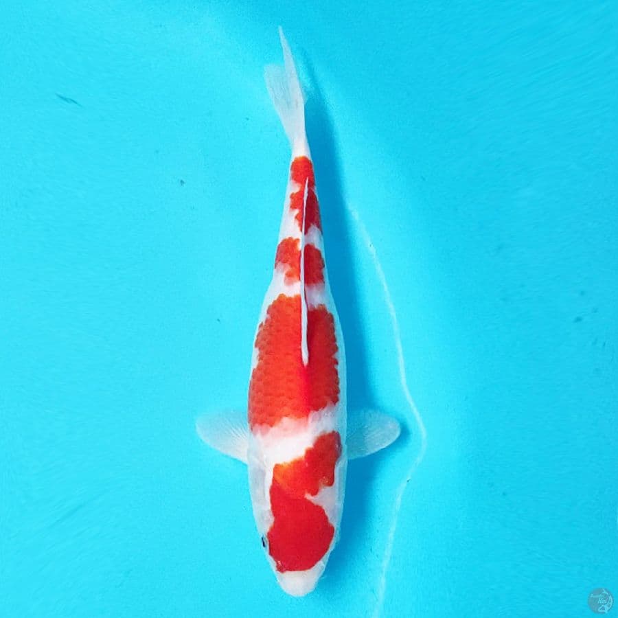 KOHAKU OEIGINAL 30CM FEMALE