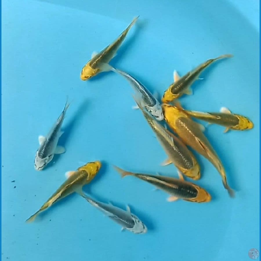 mix