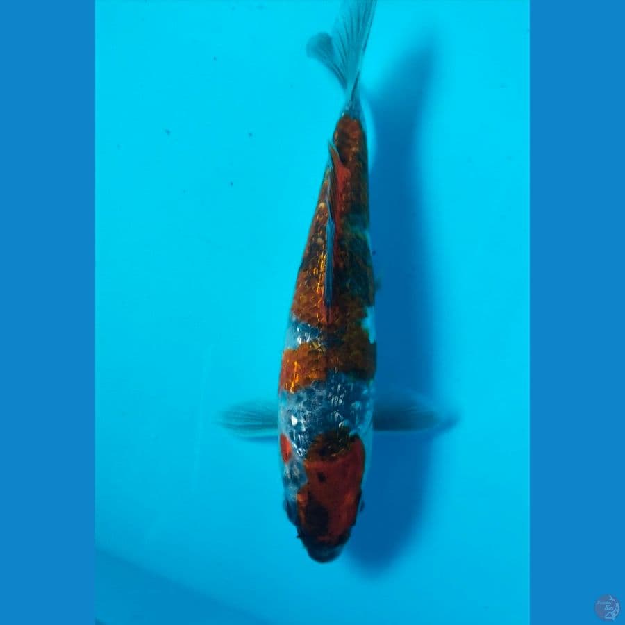 goshiki ginrin 17cm