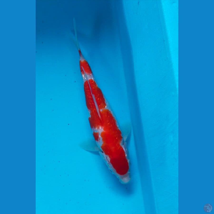 kohaku 18cm