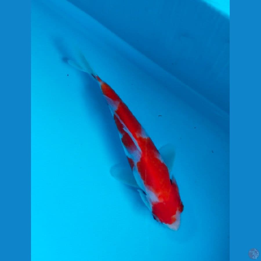 kohaku 16cm