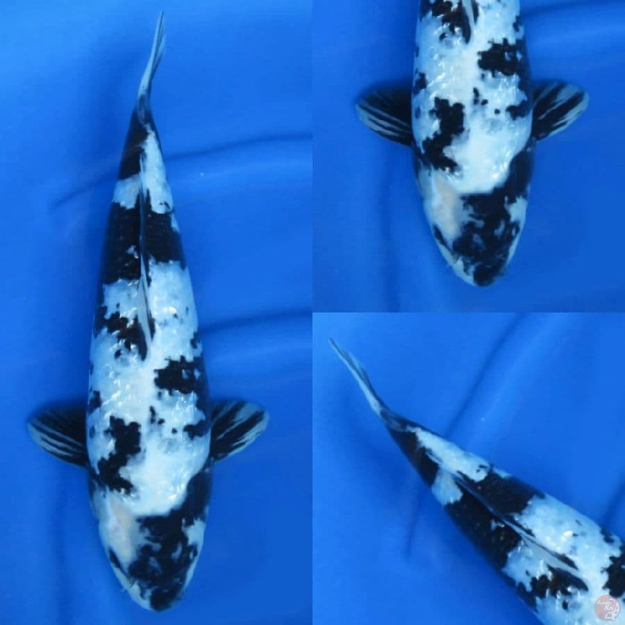 42cm , Shiro Ginrin Male